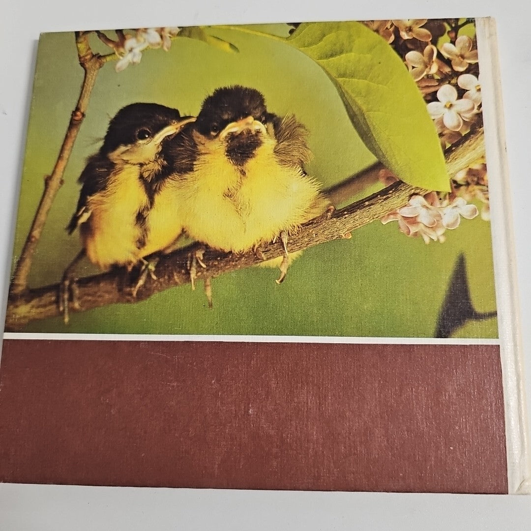 EB1765 Buch: Vögel in unserem Garten, Massny, Helmut Rudolf Arnold Verlag2