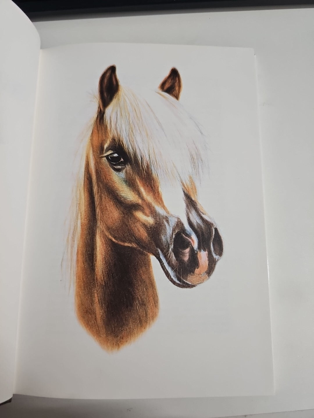 EB1679 Traumpferde der Welt, Haflinger von Heck, Holger 1