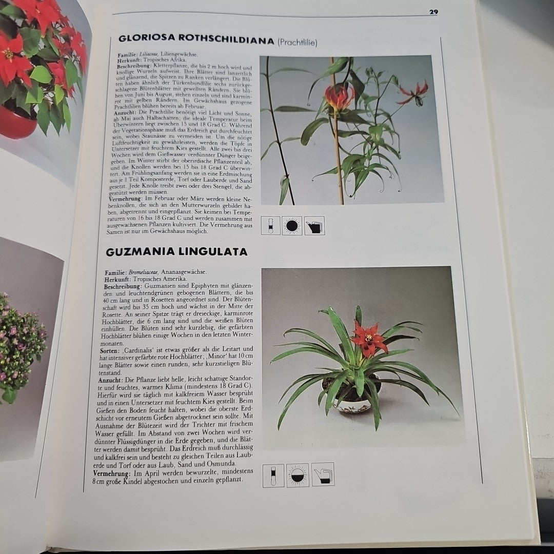EB2829 Topfblumen Gottwald, D.:1